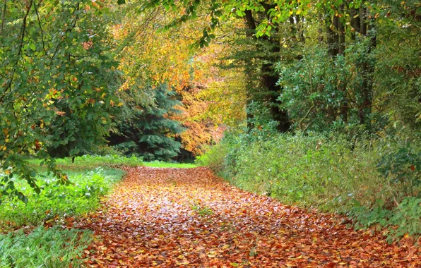 Autumn, trees, foliage, track