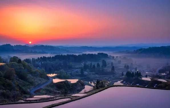 Forest, the sky, the sun, trees, fog, lake