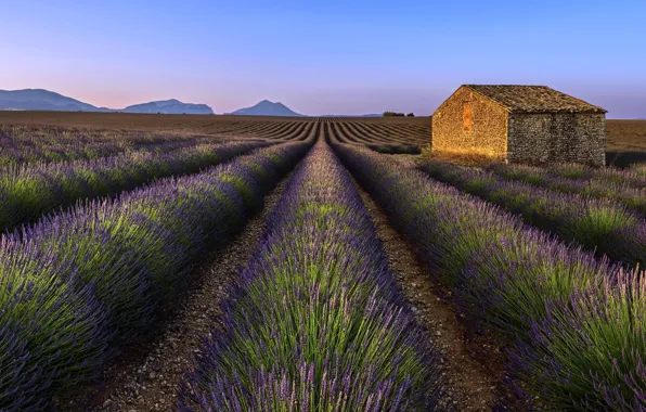 Field, house, lavender