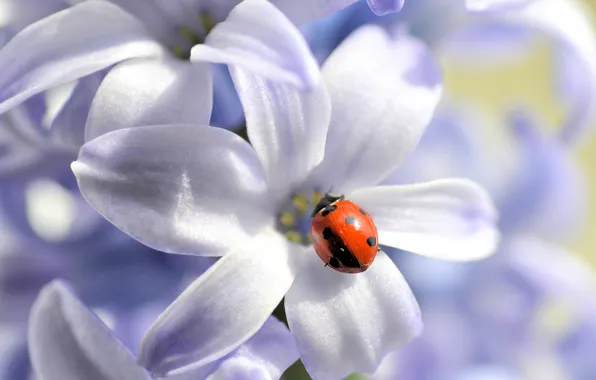 Flower, nature, ladybug, petals, insect