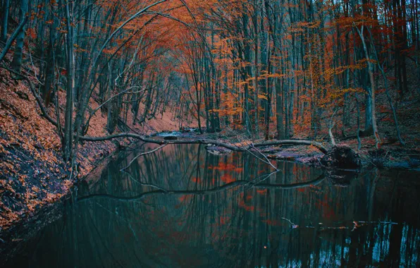 Autumn, forest, trees, lake, pond