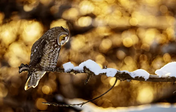 Winter, look, light, snow, nature, pose, glare, owl
