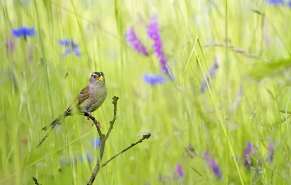 Picture summer, grass, nature, bird