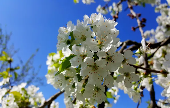 Picture Spring, Cherry, Flowering, Flowering cherries