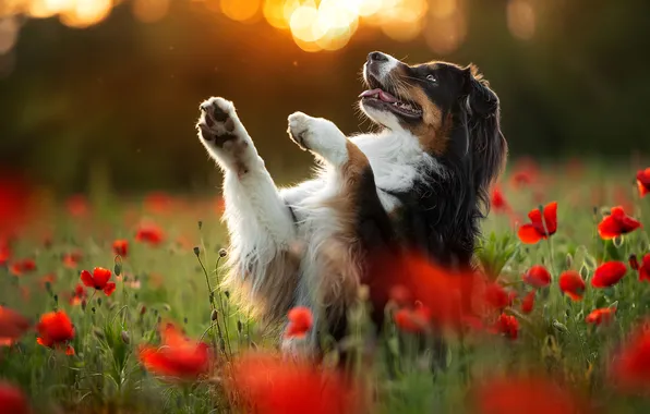 Flowers, Maki, dog, paws, stand, Australian shepherd, Aussie