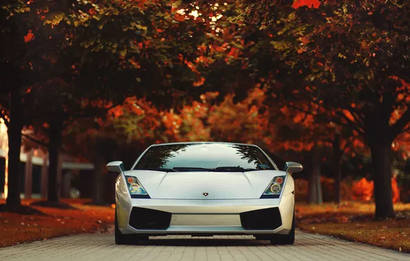 Autumn, gallardo, lamborghini