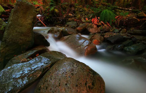Forest, leaves, stream, stones, stream