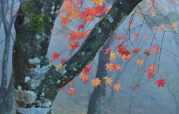 Autumn, forest, leaves, fog, tree