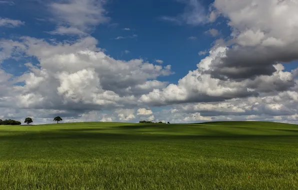 Picture field, the sky, grass, clouds, trees