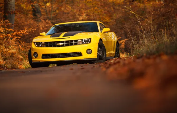 Camaro, chevrolet, yellow, autumn