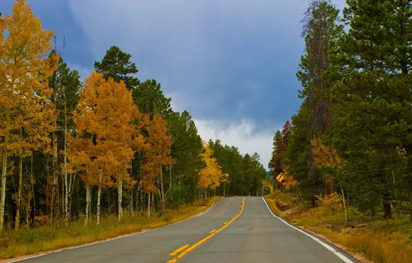 Road, autumn, forest, landscape