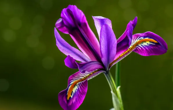 Picture purple, green background, iris
