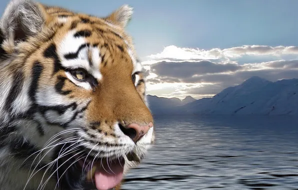 Picture tiger, lake, water, mountains