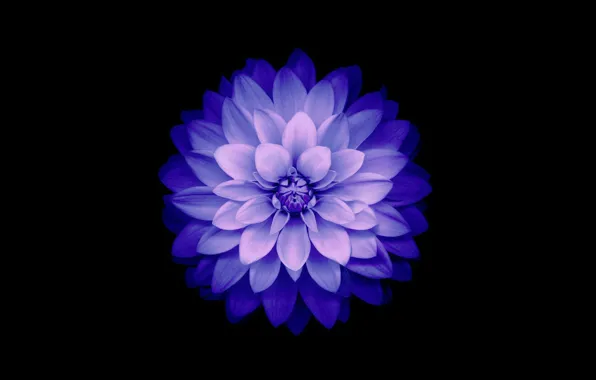 Flower, background, petals, Blue, IOS 8