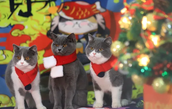 Look, cats, lights, pose, cats, Christmas, kittens, characters