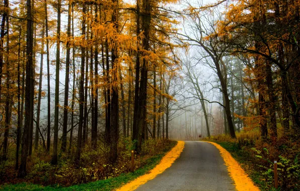 Picture road, autumn, forest, trees, fog