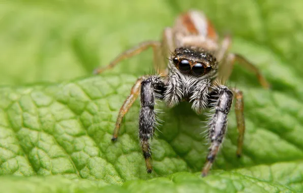 Picture macro, green, background, leaf, spider, blur, jumper, the Hoppy