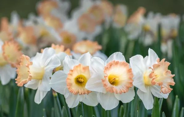 White, daffodils, bokeh