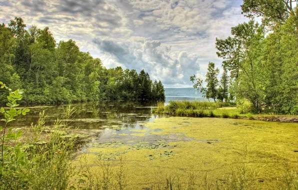Forest, the sky, clouds, trees, lake