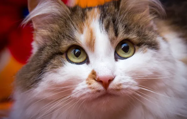 Picture cat, eyes, look, face, close-up, portrait, motley, Wallpaper from lolita777