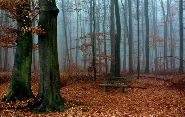 Autumn, forest, nature