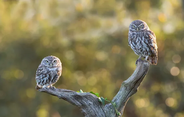 Birds, branches, pose, owl, two, pair, snag, owls