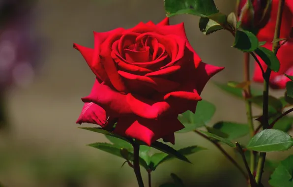 Macro, rose, Bud