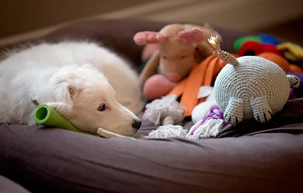 Picture look, comfort, house, each, toys, dog