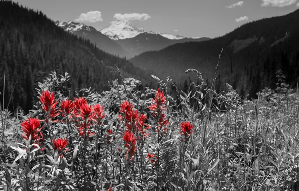 Flowers, Meadow, Red