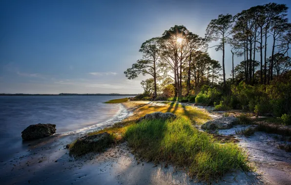 Sand, the sun, trees, coast, morning