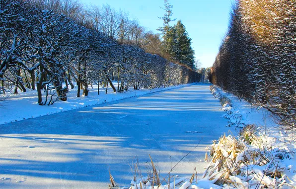 Ice, park, winter, pond