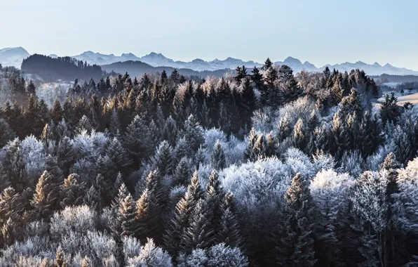 Picture winter, forest, mountains