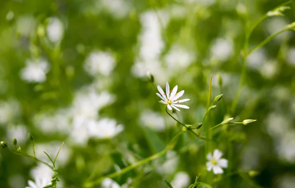 Picture field, white, flower, summer, macro