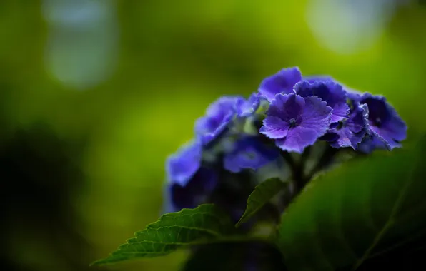 Flowers, purple, hydrangea, June