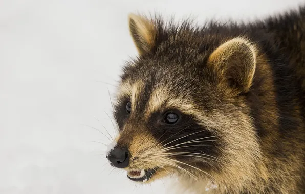 Picture look, snow, raccoon, ears