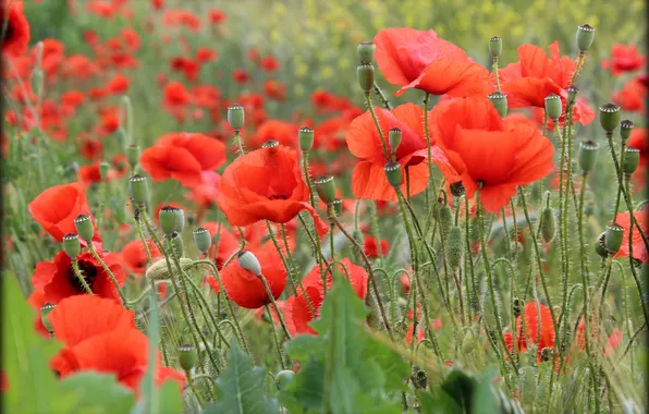 Field, Maki, petals, meadow