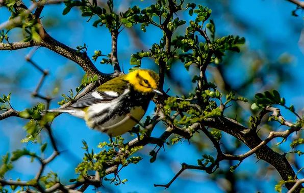 The sky, trees, branches, bird, feathers, beak