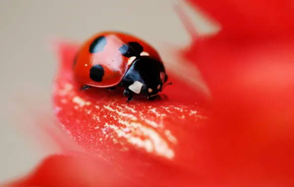 Flower, red, ladybug, beetle, point, petals, insect