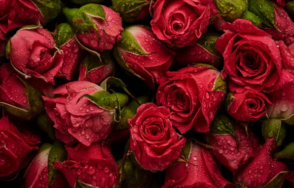 Picture flowers, background, roses, red, red, buds, fresh, flowers