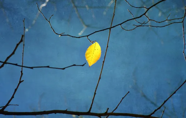 Picture branches, yellow, sheet, tree, blue background