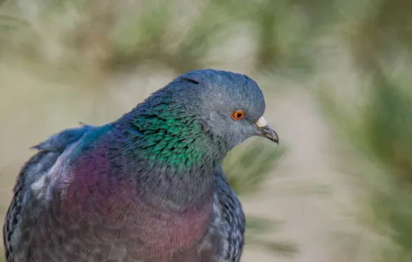 Look, birds, dove, portrait, photohunt