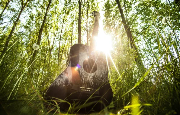 Picture forest, summer, grass, the sun, rays, light, music, mood