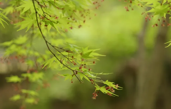 Picture greens, leaves, trees, branches, nature, green, maple, leaves