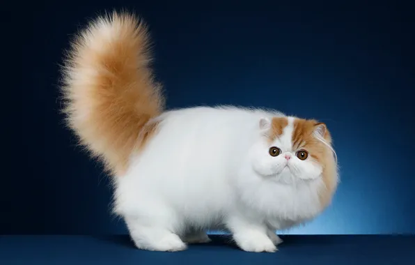Cat, look, pose, background, fluffy, muzzle, kitty, Studio