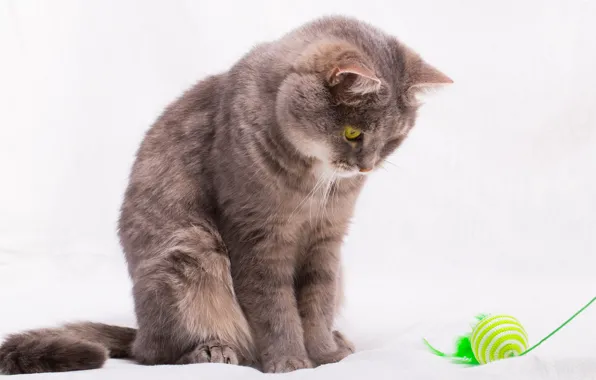 Cat, toy, ball, feathers, bed, white background, green, thread