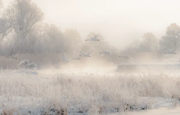 Winter, frost, the sky, snow, trees, flight, birds, fog