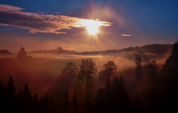 Forest, trees, fog, sunrise, morning