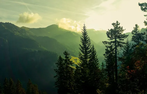 Picture morning, light, mountains, fog, pine, ate, clouds, forest