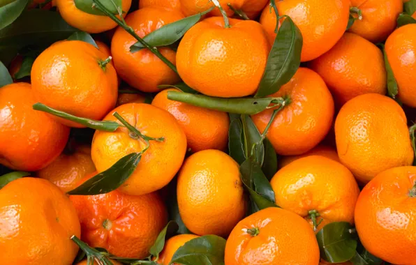Leaves, citrus, Mandarin