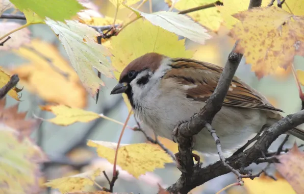 Autumn, bird, Sparrow